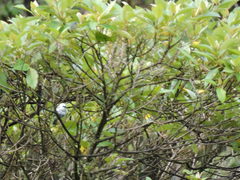 Stilpnia cyanicollis