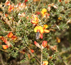 Bossiaea foliosa