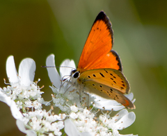 Lycaena ottomanus