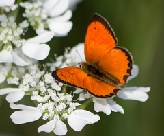 Lycaena ottomanus