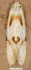 Aethes seriatana