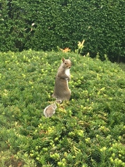 Sciurus carolinensis