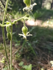 Silene lemmonii