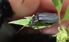 Polemius laticornis