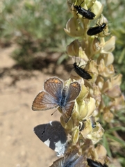 Icaricia icarioides evius
