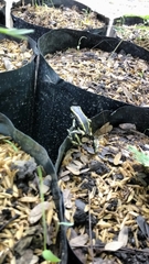 Dendrobates truncatus