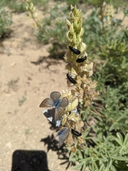 Icaricia icarioides evius