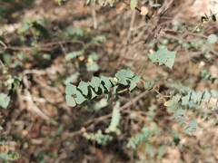 Pultenaea spinosa