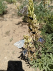 Icaricia icarioides evius