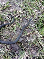 Thamnophis melanogaster