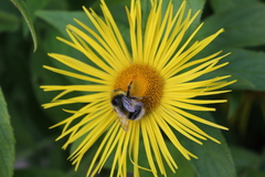 Bombus jonellus