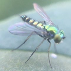 Condylostylus caudatus