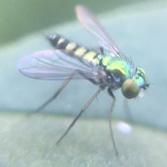 Condylostylus caudatus