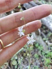 Lithophragma bolanderi