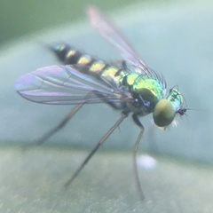 Condylostylus caudatus