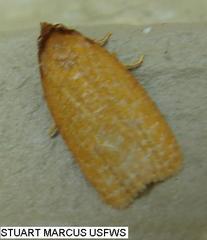 Sparganothis distincta