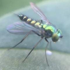 Condylostylus caudatus