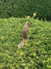 Sciurus carolinensis