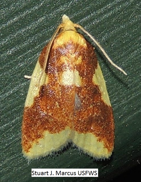 Beautiful Sparganothis