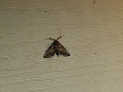Paectes abrostoloides
