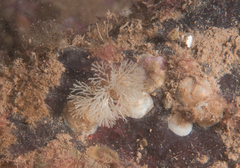 Eucratea loricata