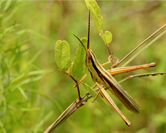 Mermiria intertexta