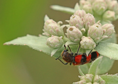 Trichodes apivorus