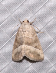 Ogdoconta moreno