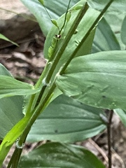 Dichanthelium boscii