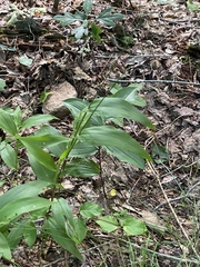 Dichanthelium boscii
