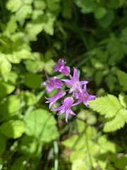 Allium brevistylum