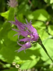 Allium brevistylum