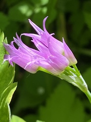 Allium brevistylum