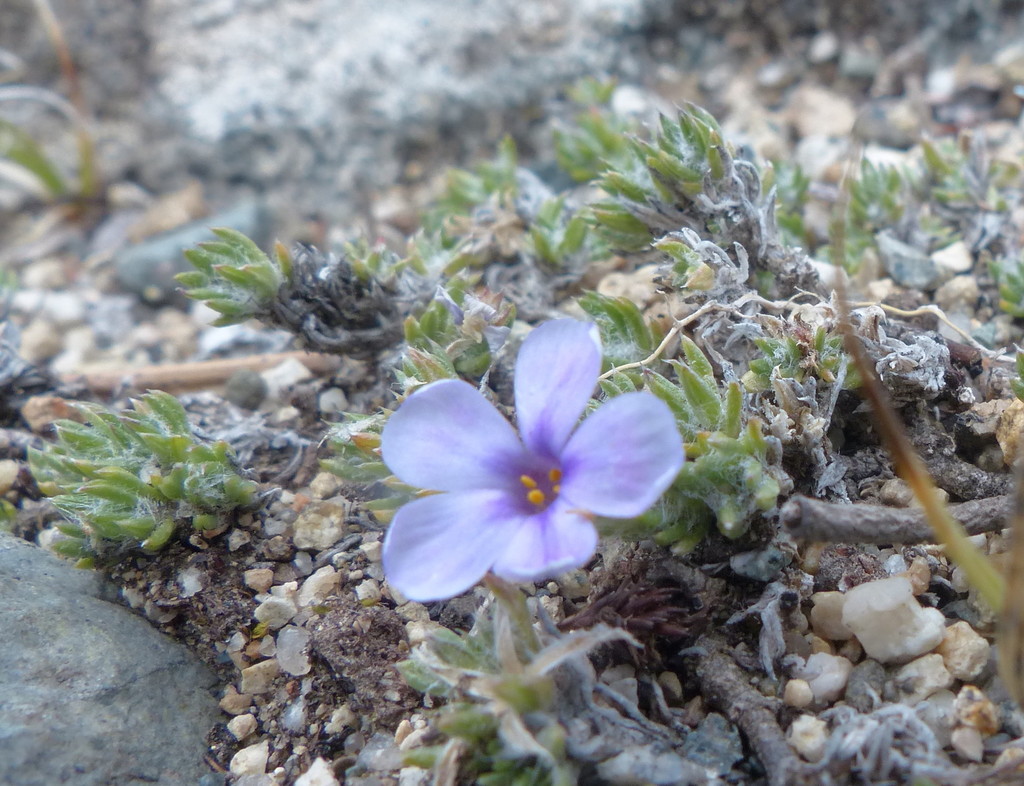 Richardson's phlox