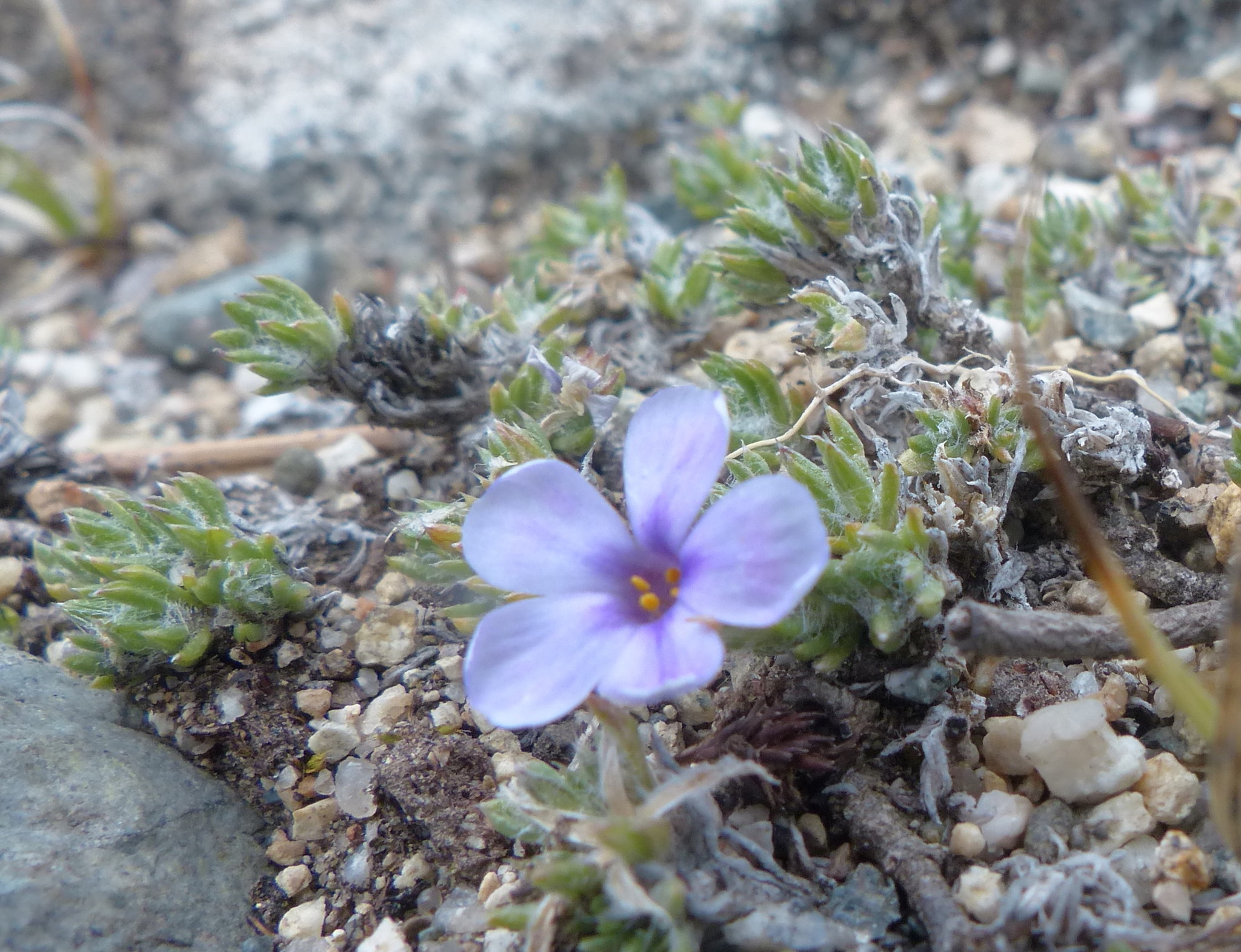 Phlox richardsonii