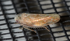 Paraphlepsius continuus