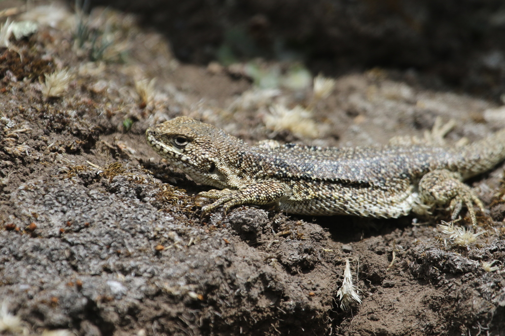 Zodiac Tree Iguana