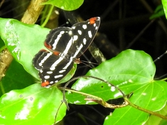 Catonephele mexicana