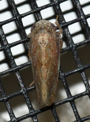 Paraphlepsius continuus