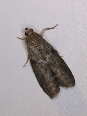 Oreana unicolorella
