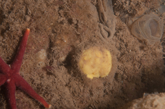 Polymastia boletiformis