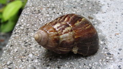 Lissachatina fulica