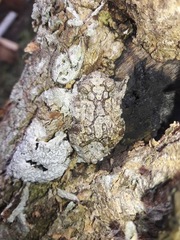 Dendropsophus marmoratus