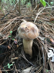 Boletus quercophilus