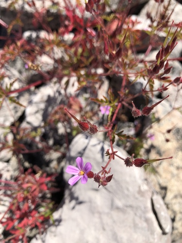 Geranium purpureum iNat (3)