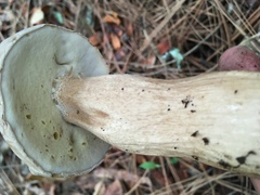 Boletus quercophilus