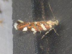 Aristotelia arenella