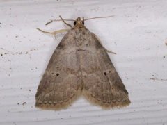 Hyperstrotia pervertens