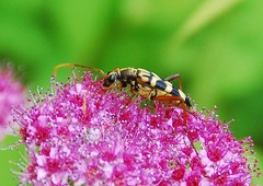 Leptura annularis