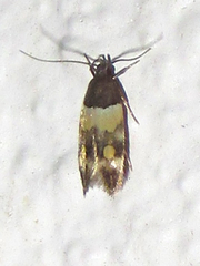 Triclonella determinatella